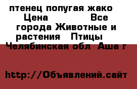 птенец попугая жако  › Цена ­ 60 000 - Все города Животные и растения » Птицы   . Челябинская обл.,Аша г.